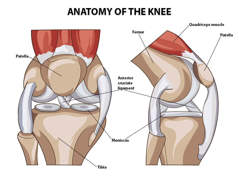 https://www.thespineandrehabgroup.com/wp-content/uploads/2021/11/Anatomy-of-the-knee.jpg