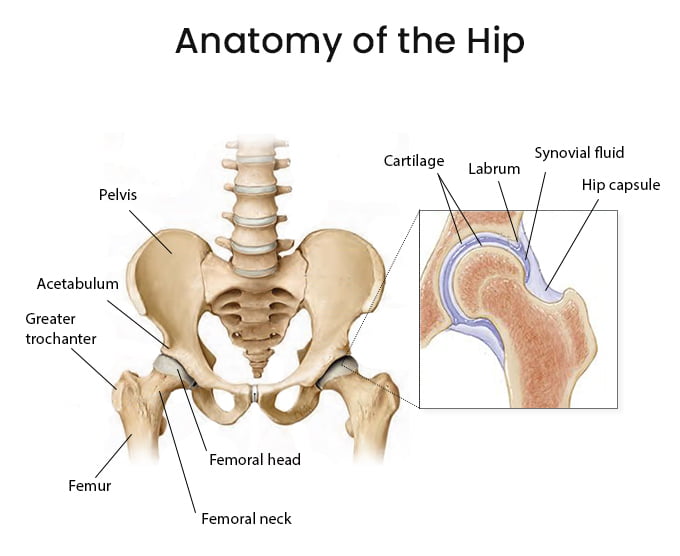 Anatomy of Hip Injuries